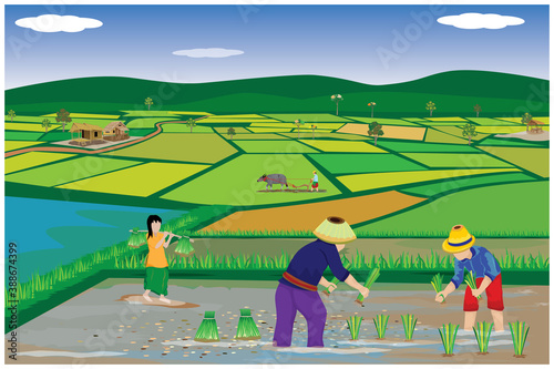 farmer sow manure into paddy field vector design