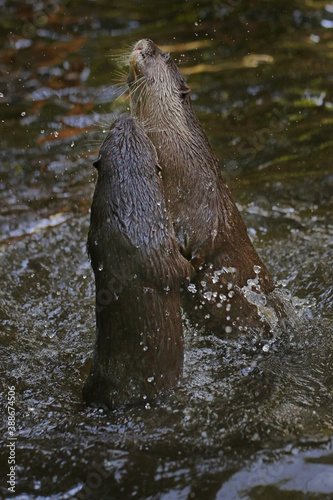 A pair of otter are playing together in fresh lake water.