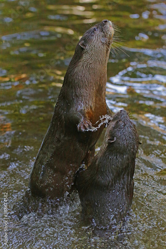 A pair of otter are playing together in fresh lake water.