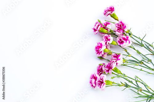 Carnation flower on white background. copy space