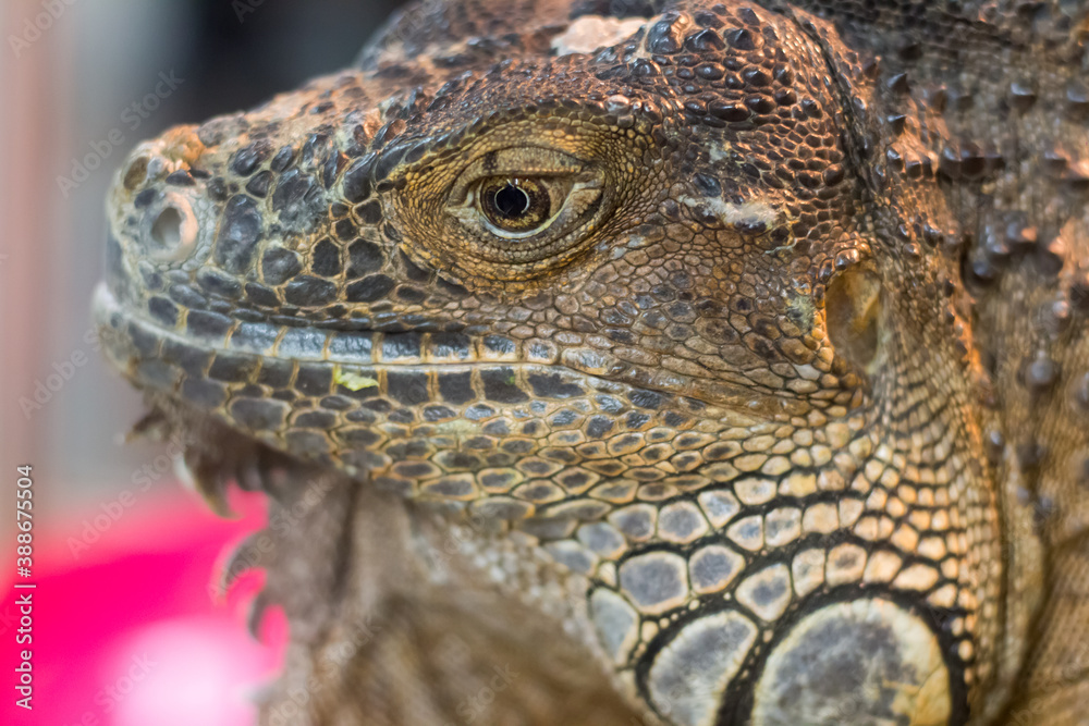 Fototapeta premium Iguana iguana close-up at the zoo