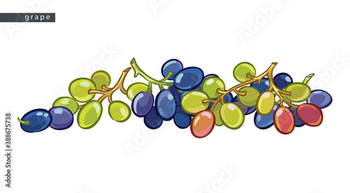 sketch_blue_and_green_grape_big_pile