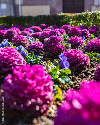 flowers in the garden