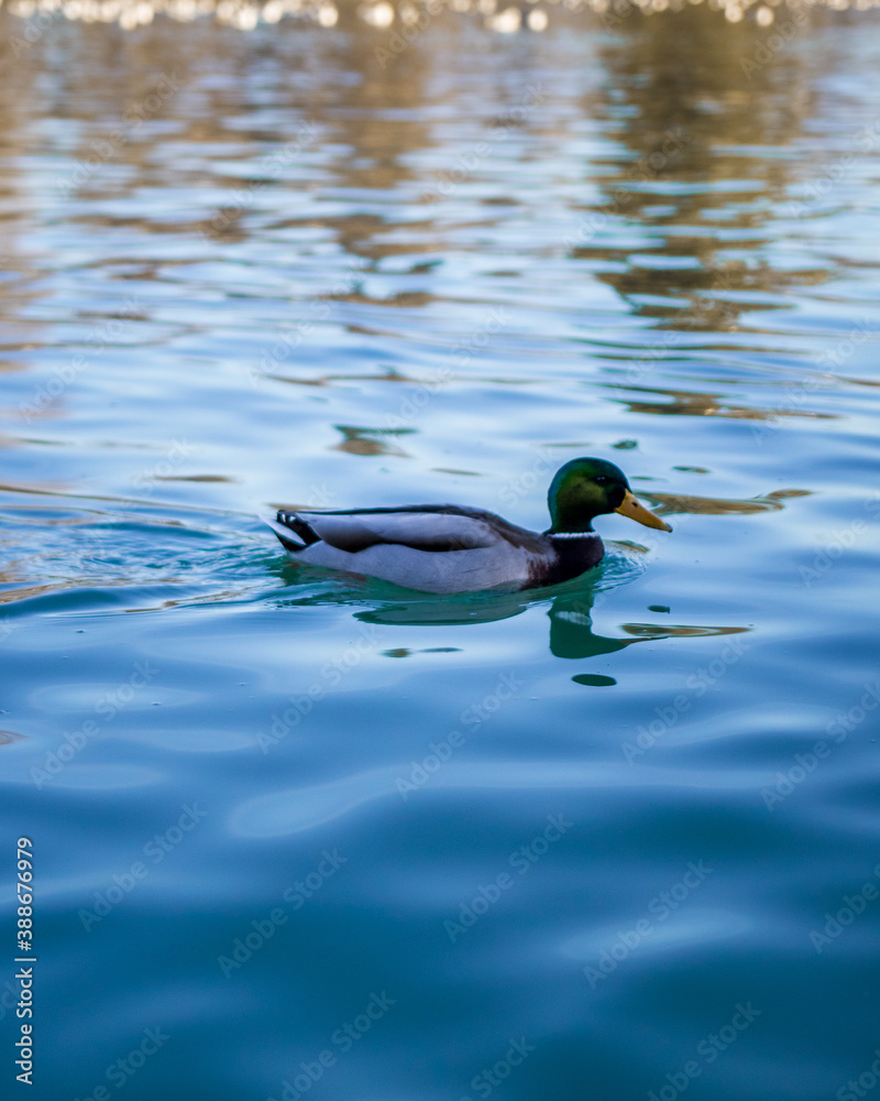 Obraz premium duck in the water