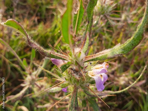 This is a Hygrophila auriculata Flower.It is called gokanta or kokilaksa in Sanskrit.It has other names like kokilaksha or gokulakanta, Vayalchulli, Neermulli and neeramulli.It is a medicinal plant. photo