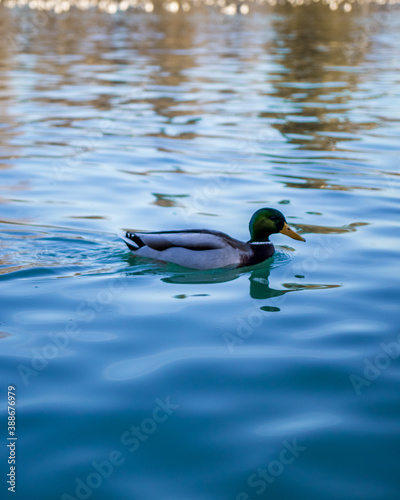 duck in the water
