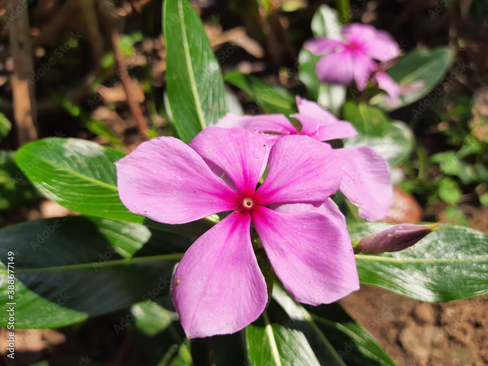 Pink catharanthus roseus bloom in the garden after rain.rose periwinkle,Catharanthus roseus, commonly known as bright eyes.Madagascar or Periwinkle or Vinca flower, (Catharanthus roseus).sadabahar. Pink catharanthus roseus bloom in the garden after rain.rose periwinkle,Catharanthus roseus, commonly known as bright eyes.Madagascar or Periwinkle or Vinca flower, (Catharanthus roseus).sadabahar.