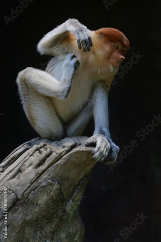 Fototapeta Naklejka Na Ścianę i Meble -  Bekantan (Nasalis larvatus) is a kind of long-nosed monkey with brown hair. This unique monkey inhabits the island of Borneo, Indonesia.