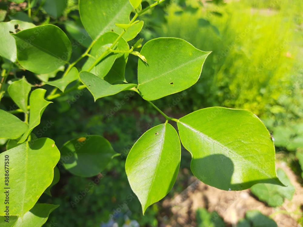 Leaves Of Indian Rosewood Tree