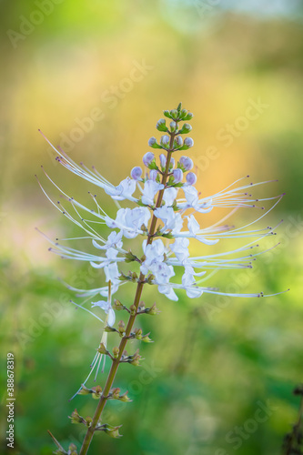 Orthosiphon aristatus (Blume) Miq. Bolding in the garden photo