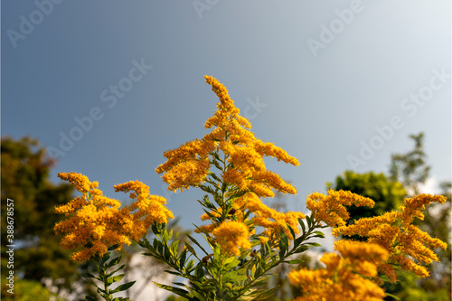 Obraz na plátně Full blooming of goldenrod in Japan