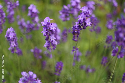 ラベンダー lavender