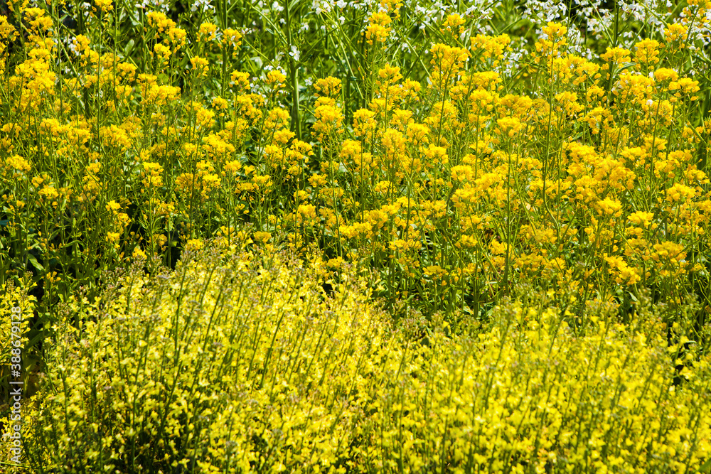 Fototapeta premium 菜の花畑