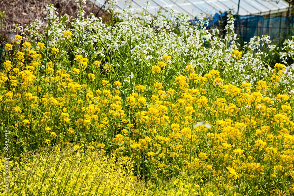 Fototapeta premium 菜の花畑