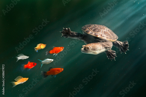 Long-necked turtles (Siebenrocky) are chasing small fish that become their prey. photo