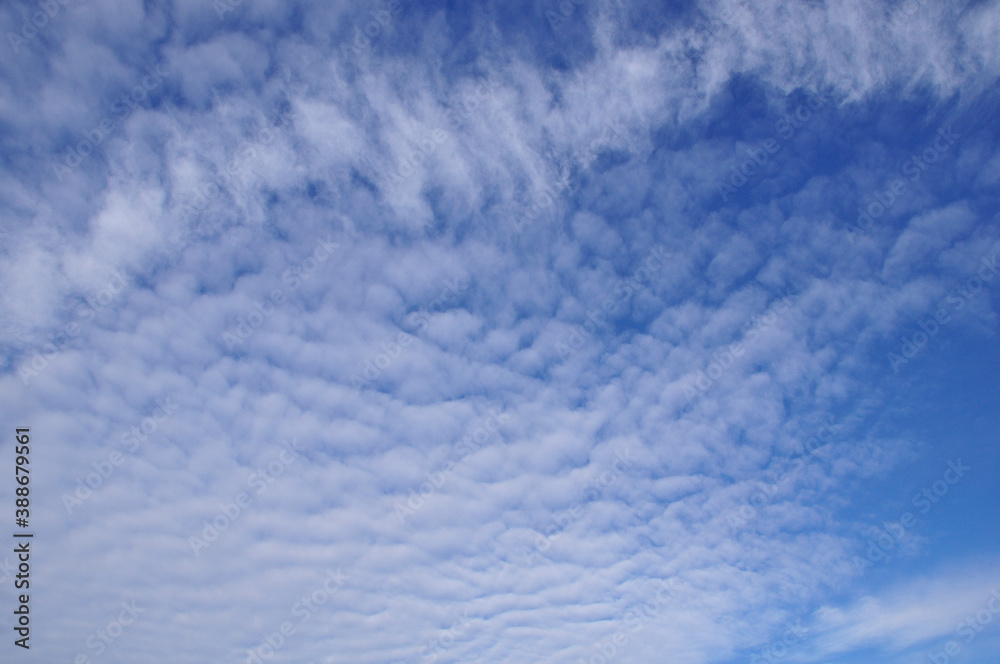 Fototapeta premium 鯖雲