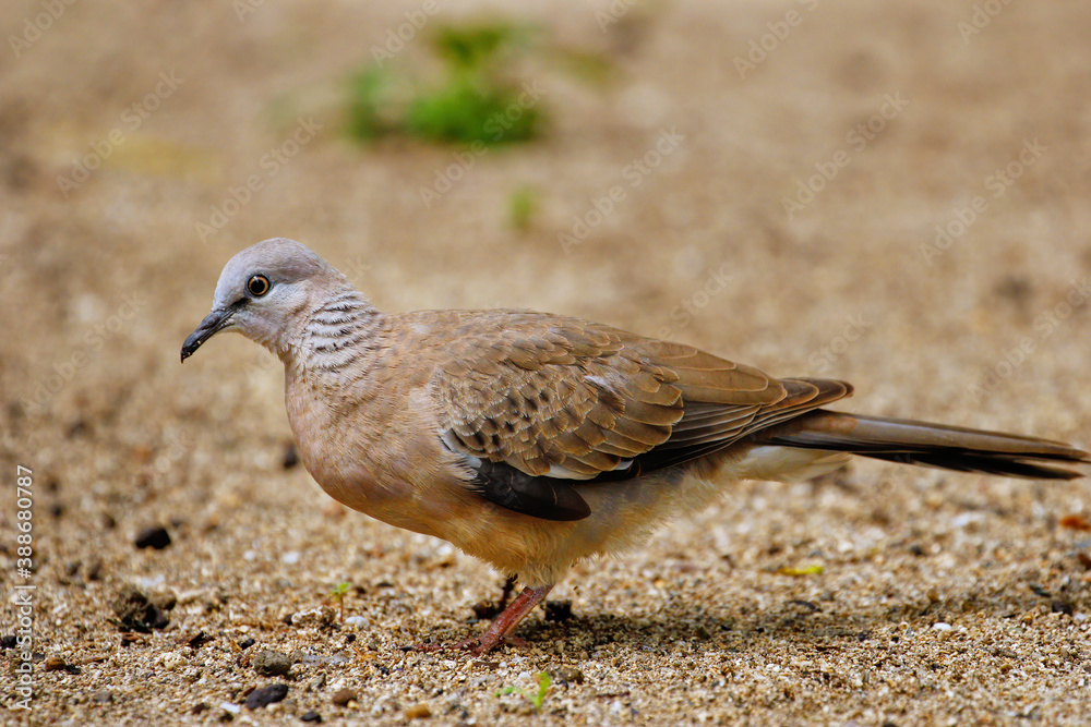 Obraz premium Spotted dove (Spilopelia chinensis) sitting on the ground