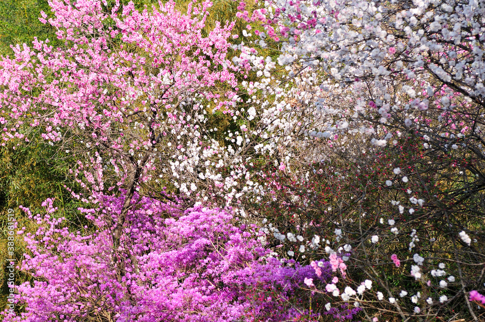 桃の花とツツジ