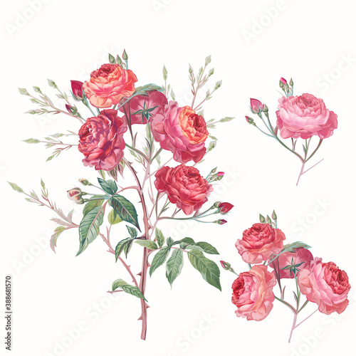 Collection of vector hand drawn roses in vintage antique botanical watercolor...
