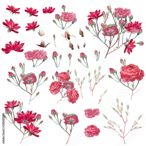 Collection of vector pink rose flowers in vintage style