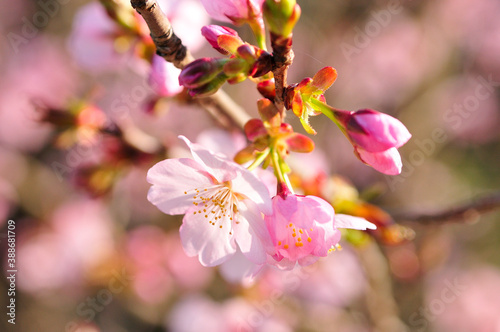 桜