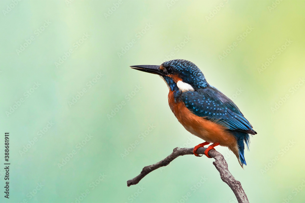 custom made wallpaper toronto digitalBeautiful bird in nature Common Kingfisher, Alcedo atthis, bird on the branch