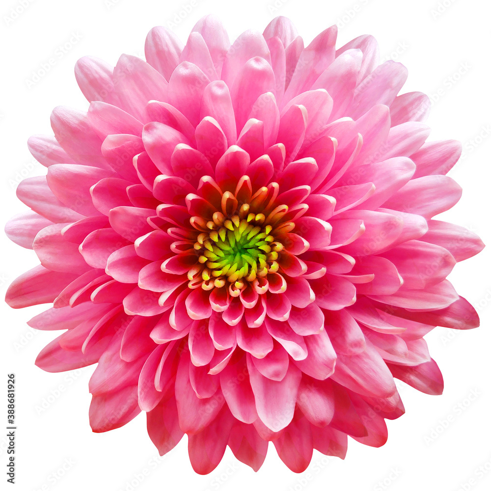 Fototapeta premium red-pink flower chrysanthemum on a white isolated background with clipping path. Closeup. For design. Nature.