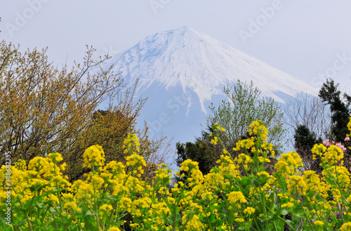 菜の花と富士山