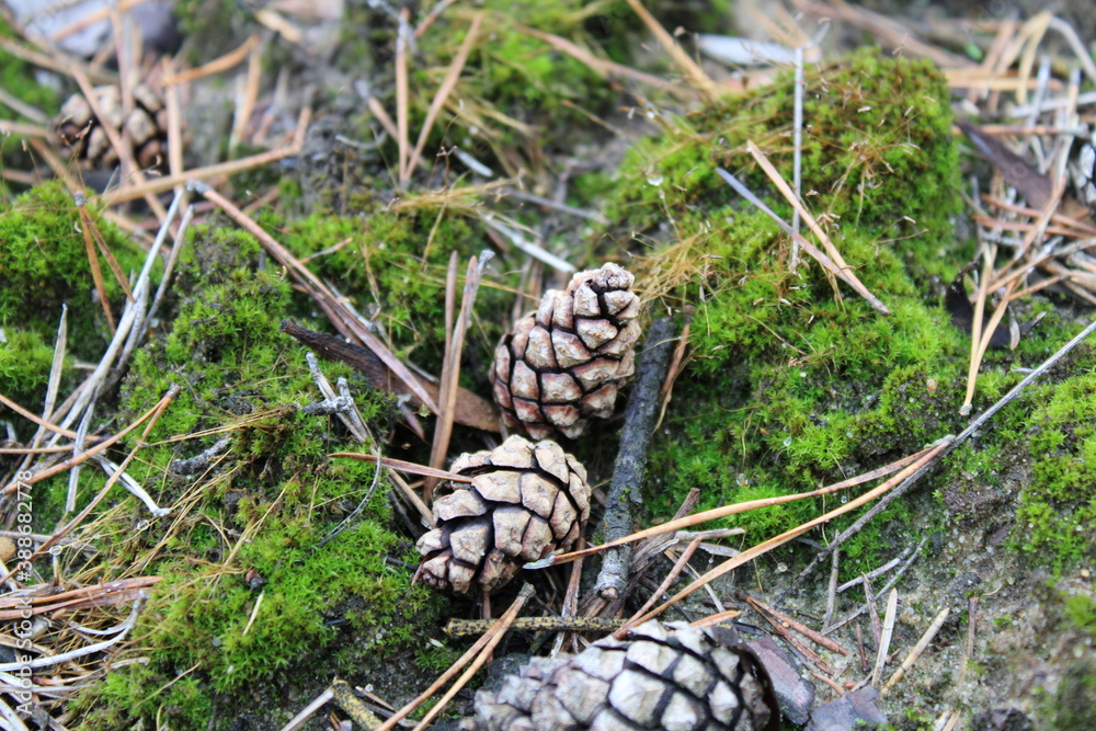 Zapfen am Waldboden Zapfen am Waldboden