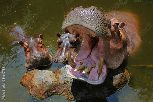 Three hippos are soaking in pool water.
