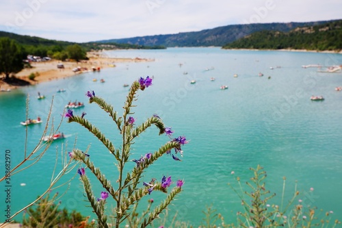 View to the cliffy rocks of Verdon Gorge at lake of Sainte Croix with Lavender shoots. Near Moustiers Sainte Marie, department Alps de Haute, region Provence Alpes Cote d’Azur. Selective focus.