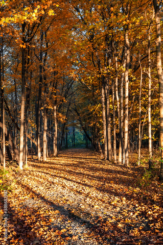 Hiking trail through the woods in autumn