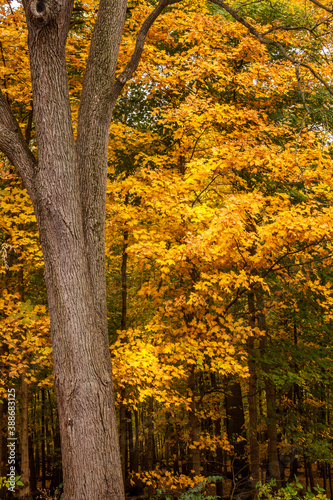 Vibrant autumn scene in the woods