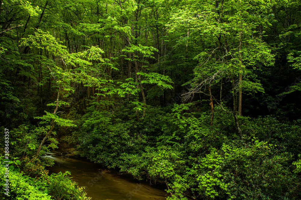 Stream flowing in the woods Stream flowing in the woods