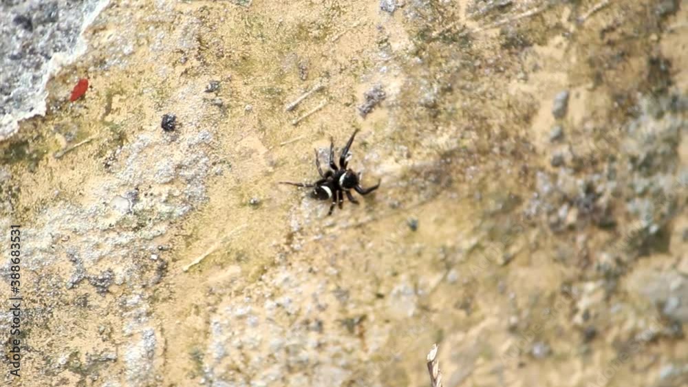 Black Jumping Spider in Rocky Nature Landscape. Macro Closeup Tracking View Black Jumping Spider in Rocky Nature Landscape. Macro Closeup Tracking View