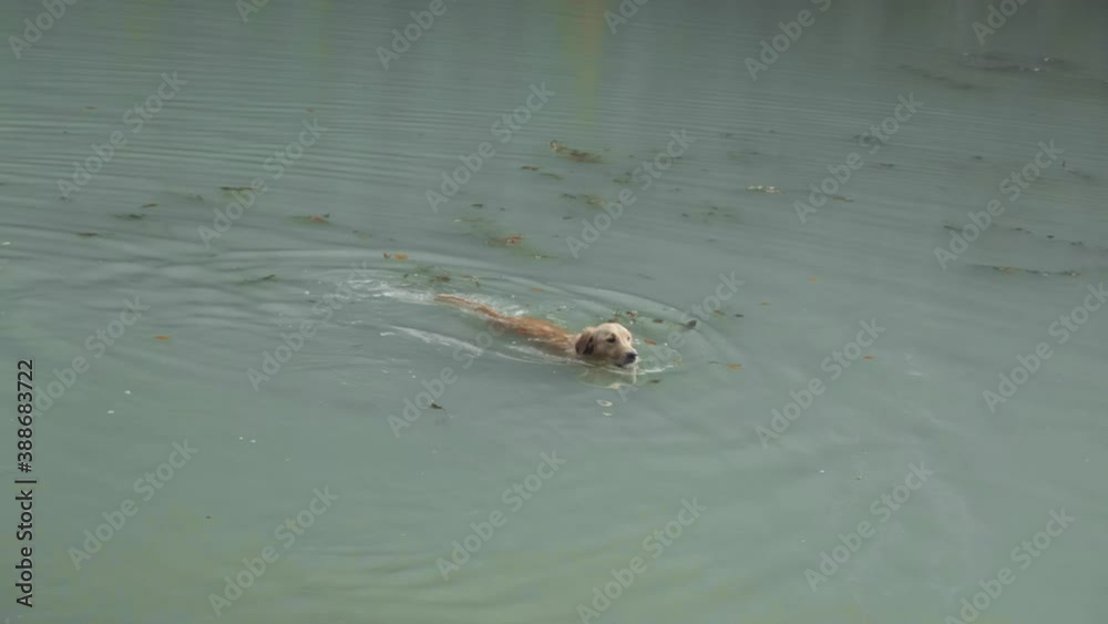A young golden retriever is playfully trying to catch some fallen leaves in the lake of Montriond, french Alps A young golden retriever is playfully trying to catch some fallen leaves in the lake of Montriond, french Alps