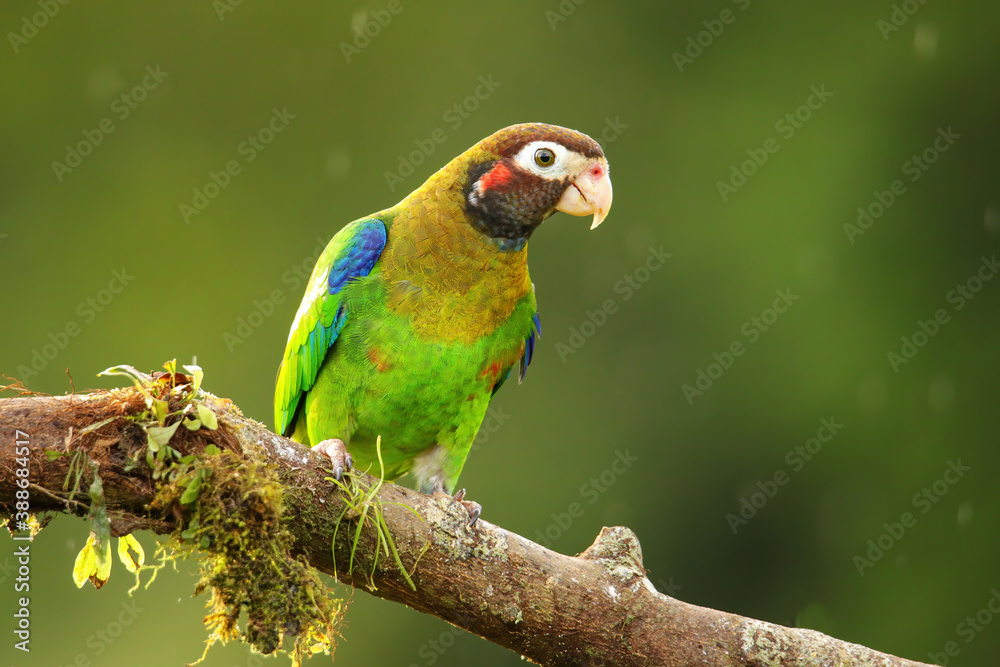 Brown-hooded parrot (Pyrilia haematotis)