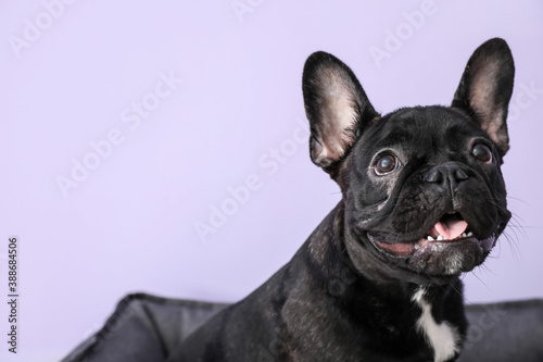 Cute funny dog in pet bed on color background