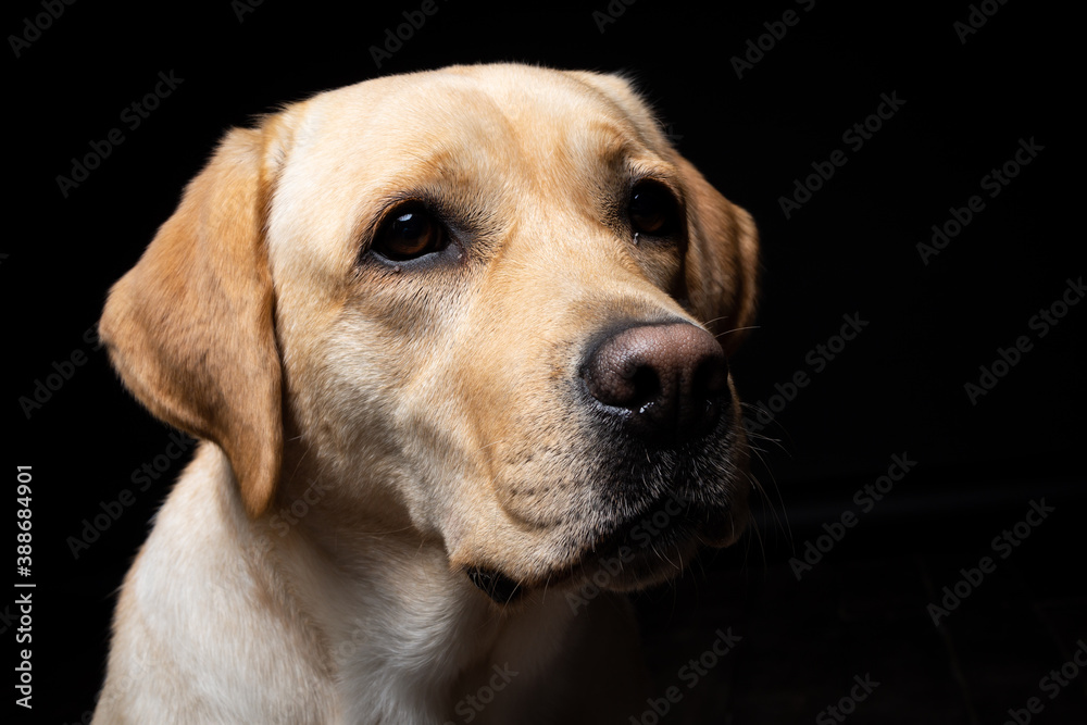 Portrait of a Labrador Retriever dog on an isolated black background. Portrait of a Labrador Retriever dog on an isolated black background.