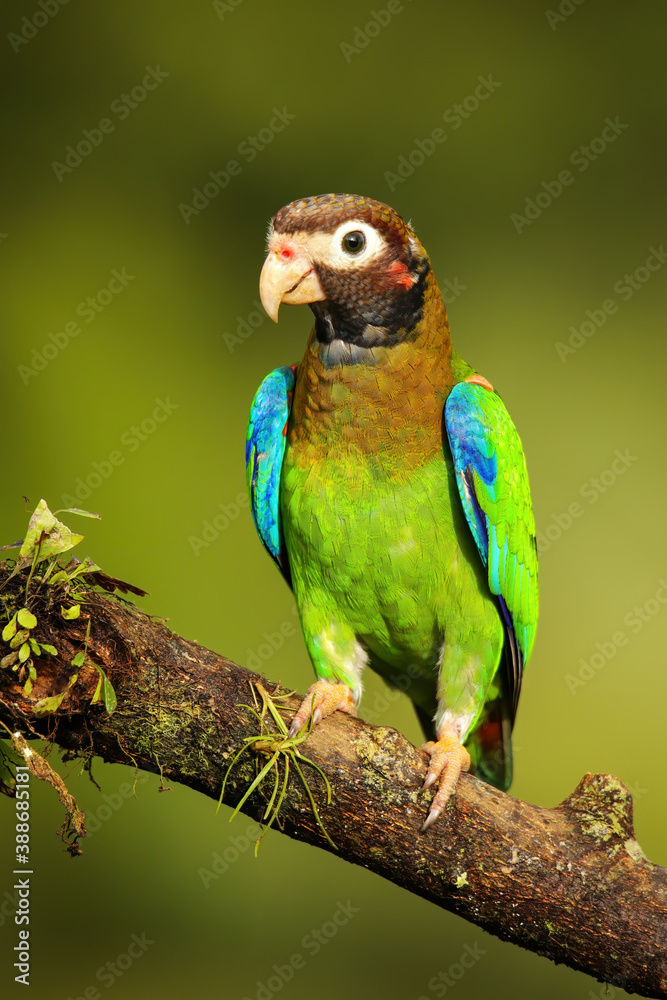 Brown-hooded parrot (Pyrilia haematotis) Brown-hooded parrot (Pyrilia haematotis)
