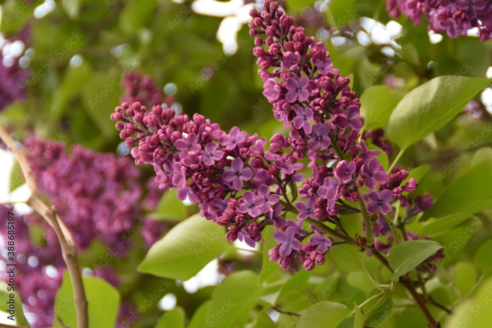 lilac flowers in the garden lilac flowers in the garden
