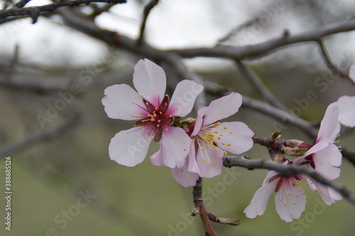 blossom in spring