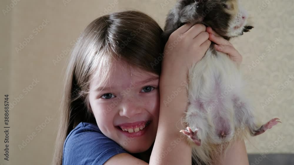 little girl holding a guinea pig in her arms and laughing little girl holding a guinea pig in her arms and laughing