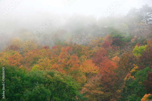 Autumnal forest in fog