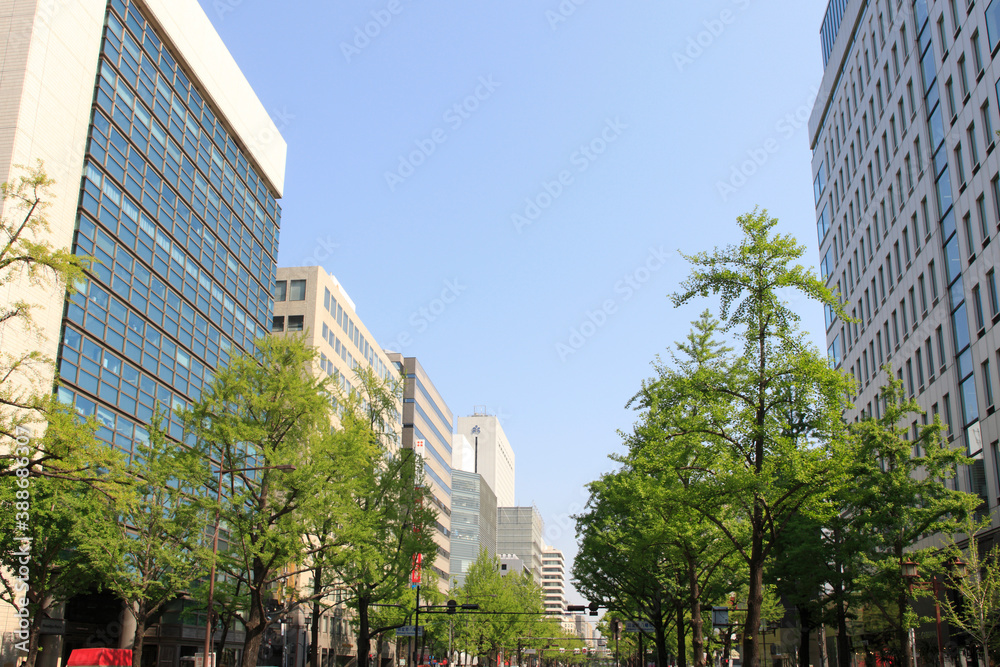 Obraz premium 御堂筋のイチョウの新緑