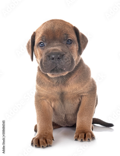 puppy cane corso