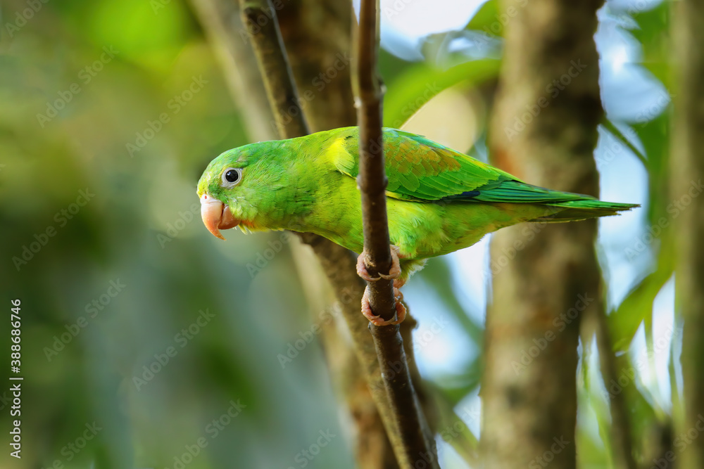 Orange-chinned parakeet (Brotogeris jugularis) sitting in a tree Orange-chinned parakeet (Brotogeris jugularis) sitting in a tree