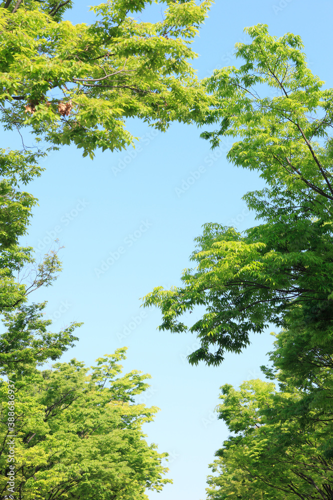 新緑の木々