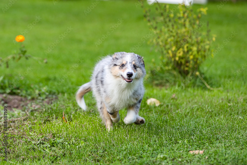 Young blue marmor sheltie puppy running around in garden. Young blue marmor sheltie puppy running around in garden.