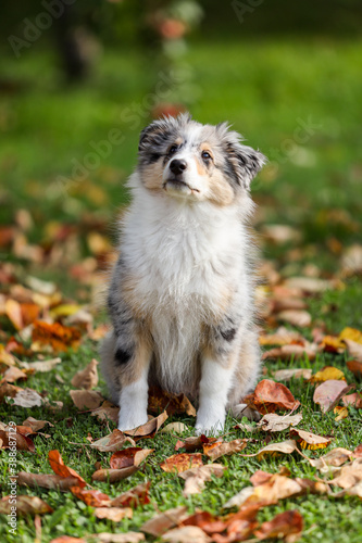 Small, young shetland sheepdog puppy sitting in garden with autumn leaves in the background.